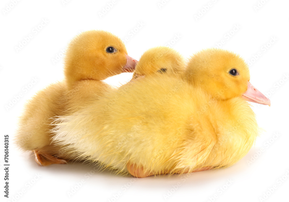 Cute ducklings on white background Cute ducklings on white background