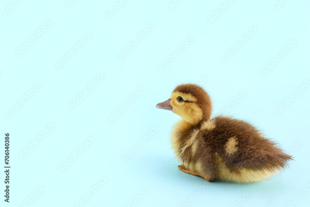 Cute duckling on blue background Cute duckling on blue background