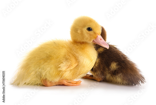 Cute ducklings on white bac...