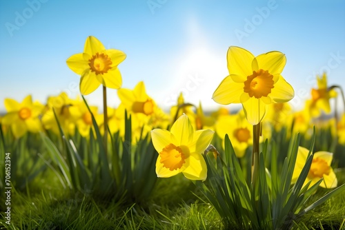 Golden Daffodils Blooming Under the Bright Sun