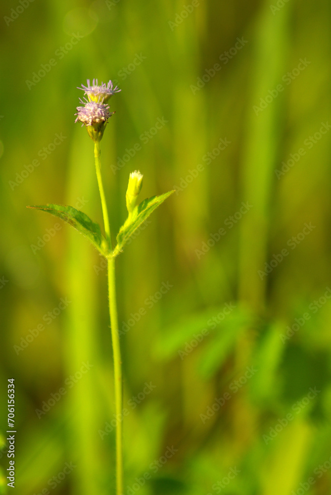 Flower of Tropic Ageratum, praxelis in the grassland at the countryside Flower of Tropic Ageratum, praxelis in the grassland at the countryside