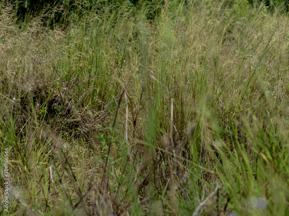 Grass flowers in the wasteland along the road Grass flowers in the wasteland along the road