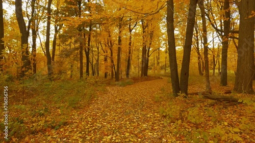 Hiking through the forest in the middle of autumn.