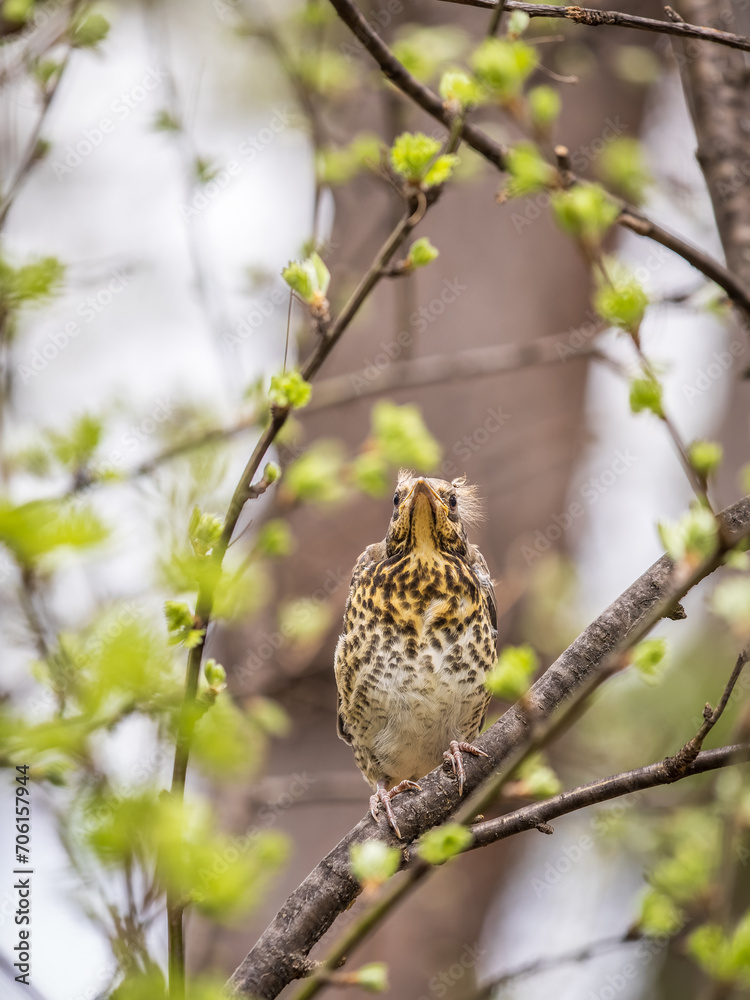 Obraz premium A fieldfare chick, Turdus pilaris, has left the nest and is sitting on a branch. A chick of fieldfare sitting and waiting for a parent on a branch.
