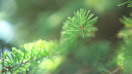 Spruce branch closeup in wind