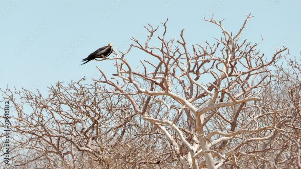 A juvenile great frigatebird (Fregata minor) sits in a leafless tree in the bright sun on North Seymour Island near Santa Cruz in the Galápagos Islands. A juvenile great frigatebird (Fregata minor) sits in a leafless tree in the bright sun on North Seymour Island near Santa Cruz in the Galápagos Islands.