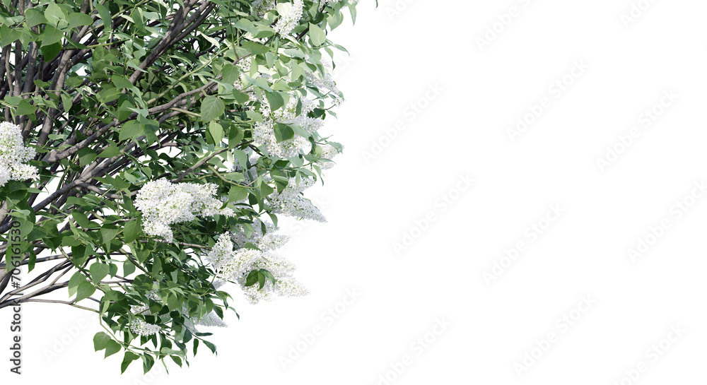 Lilac flowering isolate transparent background.3d rendering PNG Lilac flowering isolate transparent background.3d rendering PNG