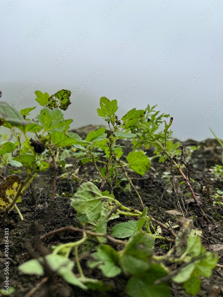 Obraz premium Plantas germinando