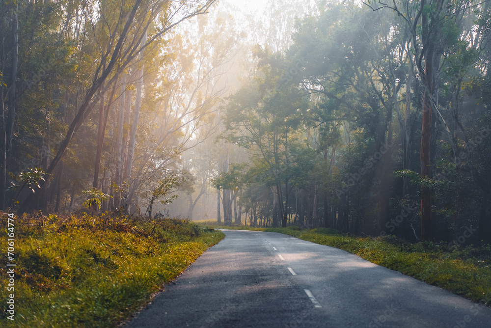Obraz premium Morning Tranquility: Forest Road