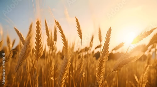 wheat field at sunset