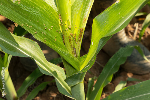 Damaged leaves from stem borer caterpillar