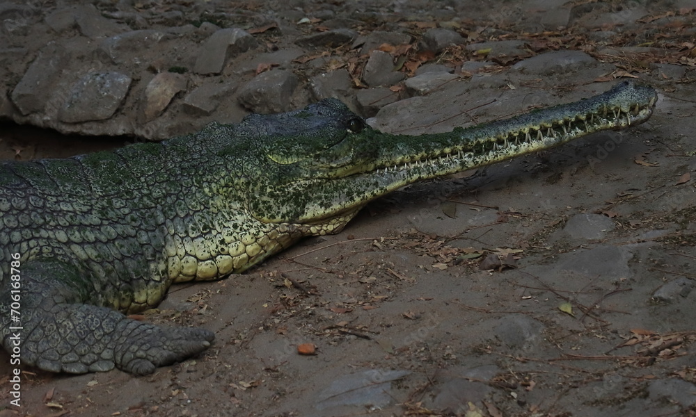 Fototapeta premium narrow snouted fish-eating crocodile or gharial (gavialis gangeticus) also known as gavial, is a endangered species and endemic to northern india