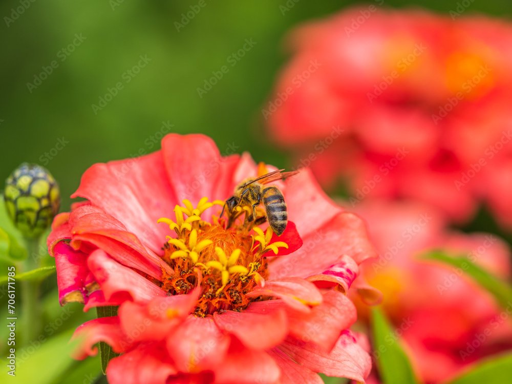 A bee collects nectar from Red marigolds flower in the garden in summer close-up. A bee collects nectar from Red marigolds flower in the garden in summer close-up.