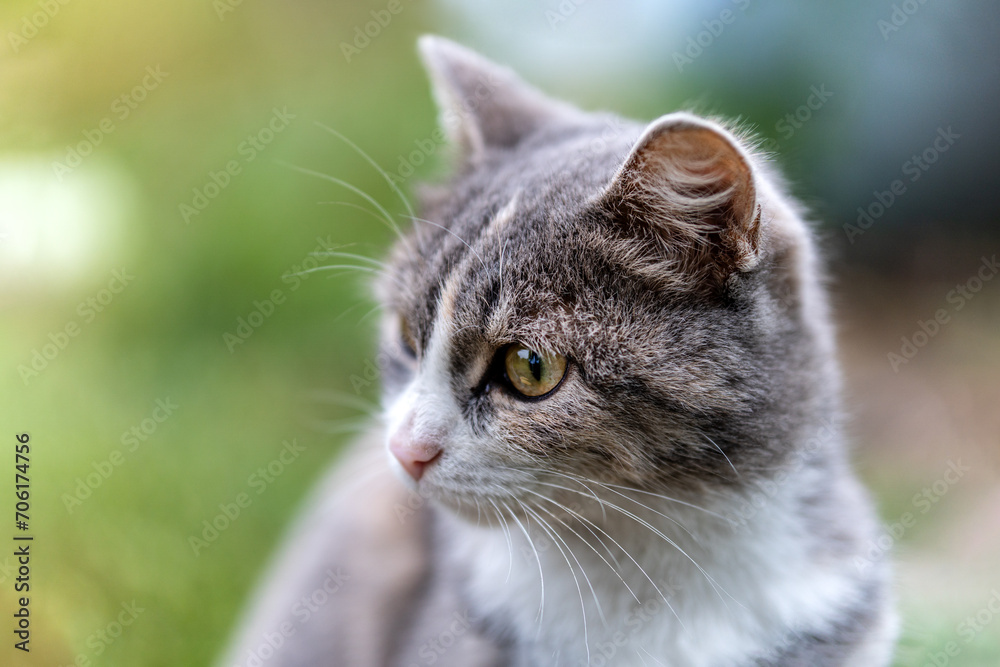 A gray-white cat sits curiously and stares. Blur background. Close-up
