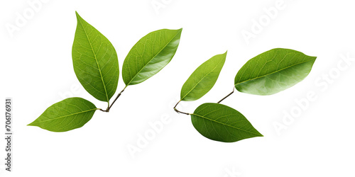 Leaves，png