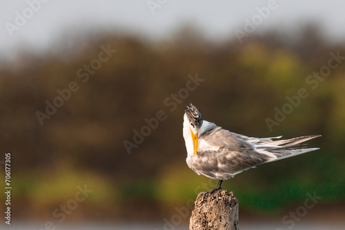 A greater crested tern perched on a stick on the backwaters in south india