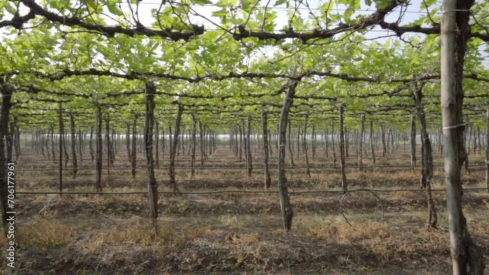 Slow motion perspective shot of walking through the vineyard Slow motion perspective shot of walking through the vineyard