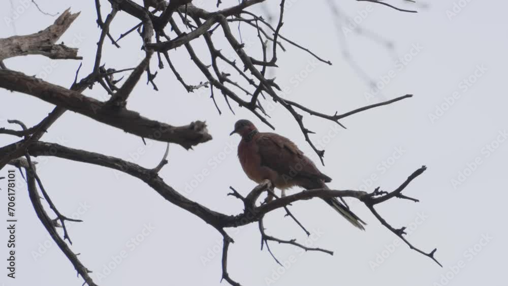 a lone Spotted dove is perched in a tree as he ruffles his feathers and poops
