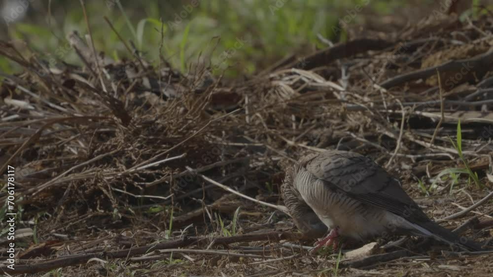 a Zebra dove ruffles his feathers as he cleans himself near a pile of branches a Zebra dove ruffles his feathers as he cleans himself near a pile of branches