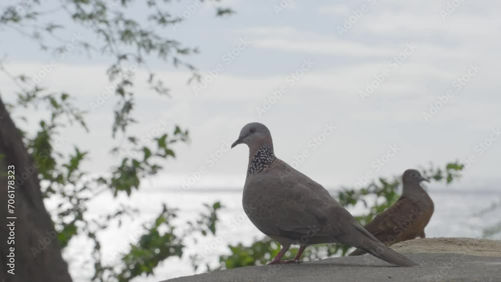 a spotted Dove stands gazing at the Pacific Ocean before being joined by another bird a spotted Dove stands gazing at the Pacific Ocean before being joined by another bird