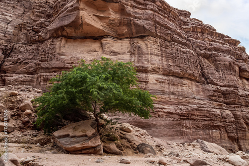 A single  large green tree grows at the end of walking route along the Wadi Numeira gorge in Jordan photo