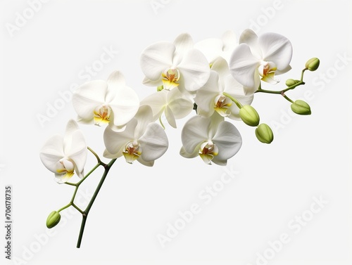 white orchids element in isolated background