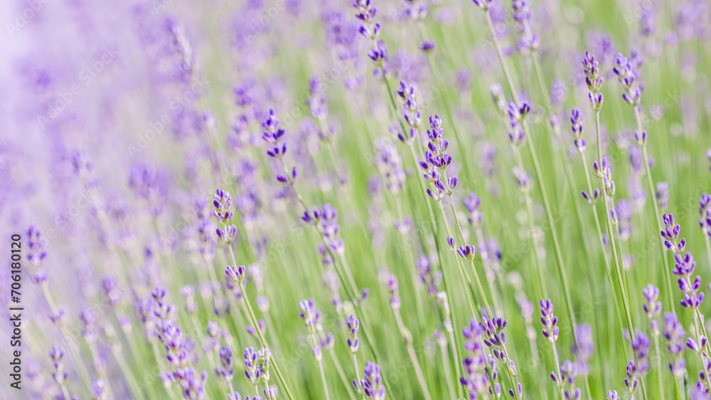 Lavender flowers blooming in the lavender field. Soft focus