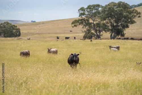 australian agriculture beautiful farming landscape with cows grazing in a field of tall dry grass in summer in australia © William