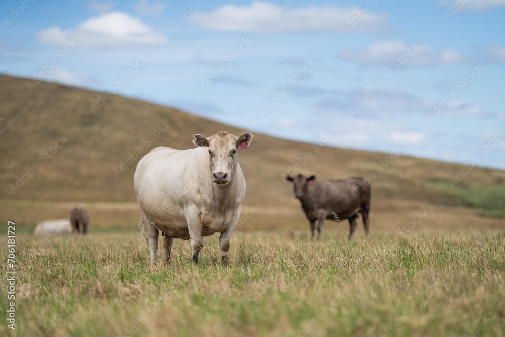 herd of cattle in outback australia in summer herd of cattle in outback australia in summer
