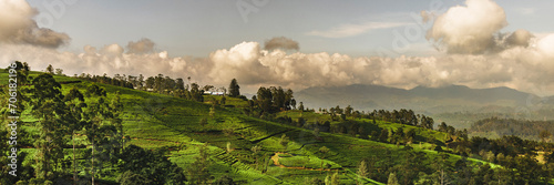 Panorama of green tea plantation in up country near Nuwara Eliya  Sri Lanka. High quality photo. Green tea field for background and banner