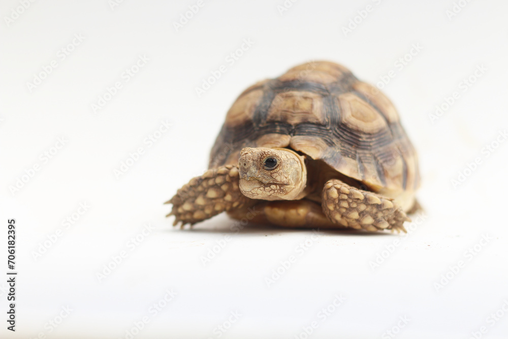 Naklejka premium Cute small baby African Sulcata Tortoise in front of white background, African spurred tortoise isolated white background studio lighting,Cute animal