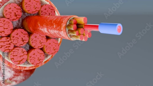 3d Illustration of Muscle Type: Heart muscle - cross section through muscle with muscle fibers visible - 3D Rendering
