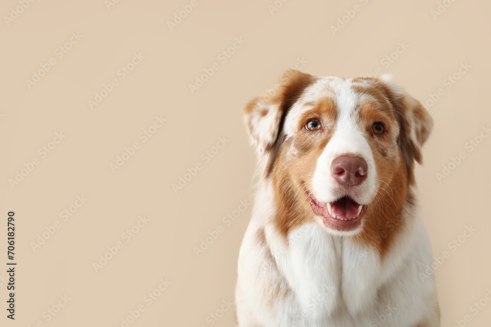 Cute Australian Shepherd dog on beige background, closeup