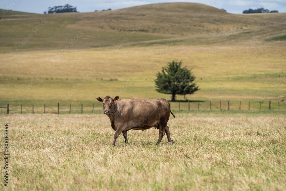 Beautiful sustainable herd of stud cows in a field in a tall dry grass field on a agricultural farm in summer Beautiful sustainable herd of stud cows in a field in a tall dry grass field on a agricultural farm in summer