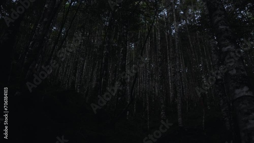 夏の八ヶ岳　日の出前の薄暗い白樺の森　日本の山 長野県 photo