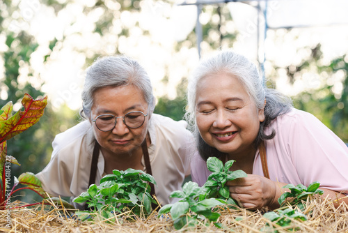 Two senior asian woman Inhale the scent of genovese basil planting in garden.Genovese basil plants.Basil (Ocimum basilicum),also called sweet basil, is a tender plant, and is used in cuisines worldwid photo