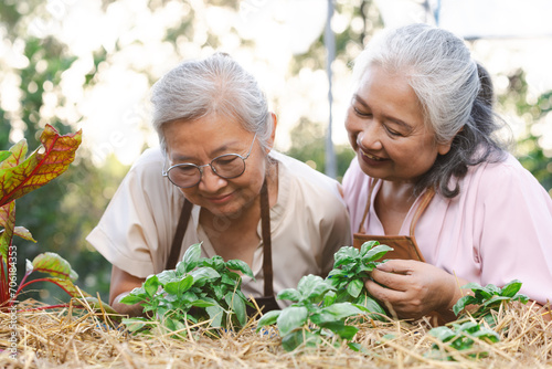 Two senior asian woman harvestin branch of genovese basil planting in garden.Genovese basil plants.Basil (Ocimum basilicum),also called sweet basil,is a tender plant, and is used in cuisines worldwide photo