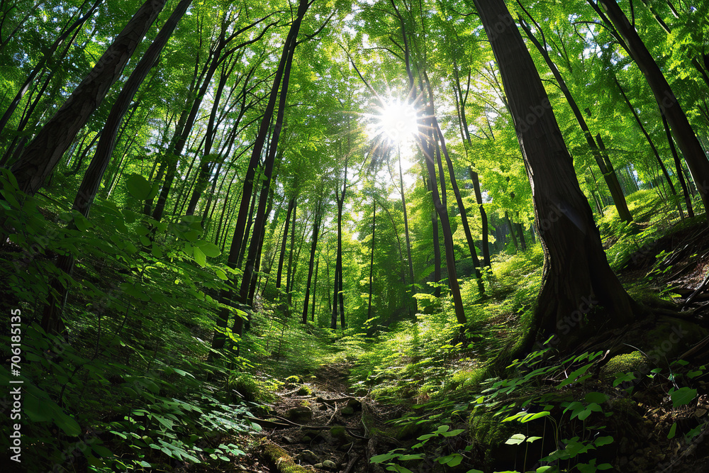 Panoramic view of a forest in spring with sun rays. Panoramic view of a forest in spring with sun rays.