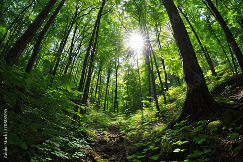 Panoramic view of a forest in spring with sun rays. © YULIYA