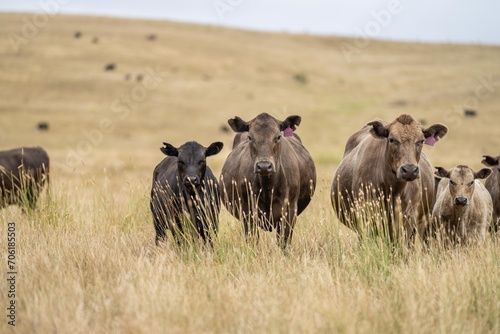 beef meat cow on a farm. herd of cattle in summer