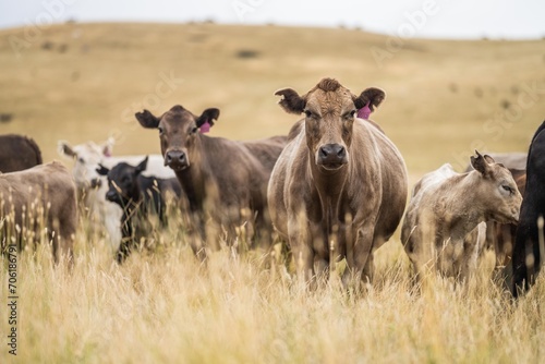Fototapeta Naklejka Na Ścianę i Meble -  cow portrait in a field on a farm in summer