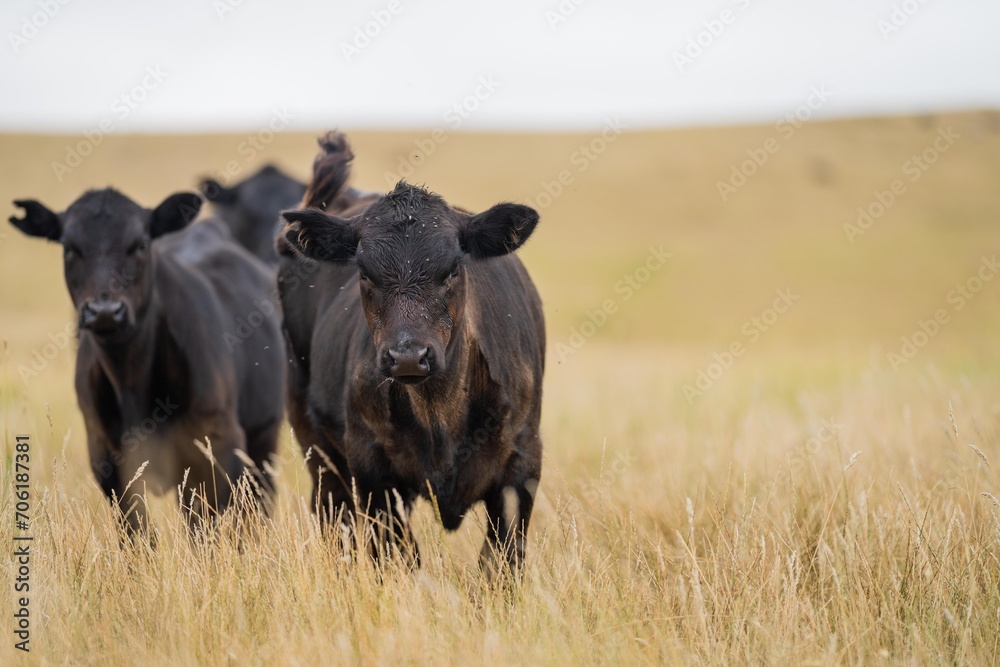 cow portrait in a field on a farm herd of cows