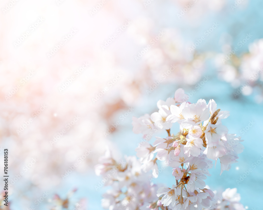 Flower and light; background or texture; spring concept Flower and light; background or texture; spring concept