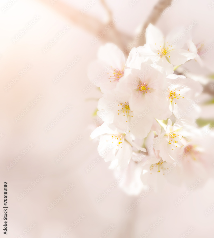 Flower and light; background or texture; spring concept Flower and light; background or texture; spring concept