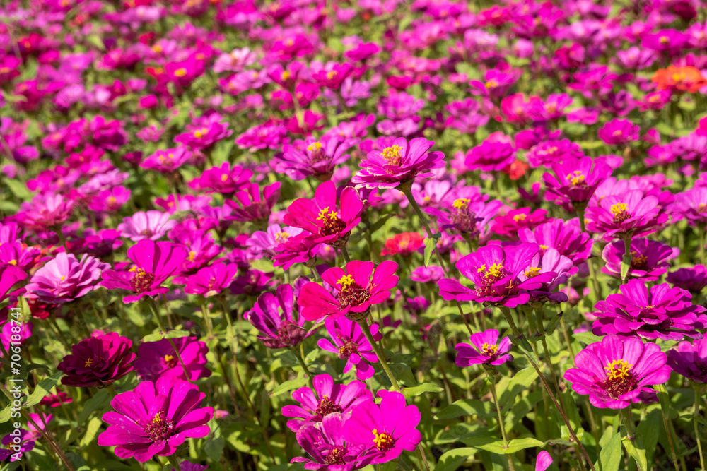 pink and purple cosmos flowers farm pink and purple cosmos flowers farm