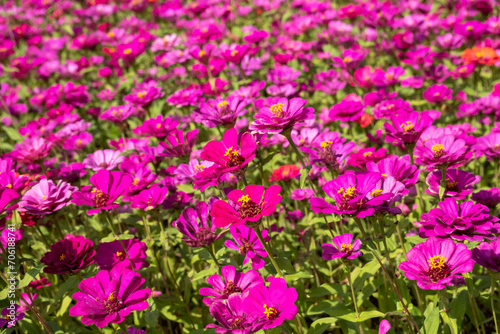 pink and purple cosmos flowers farm