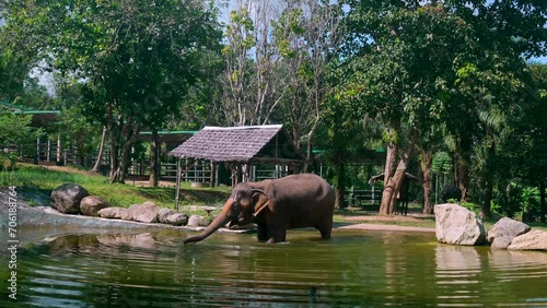 Footage of an Asian elephant in the water taking a bath and drinking the water. Footage filmed in Phuket Thailand at Phuket Elephant Sanctuary photo