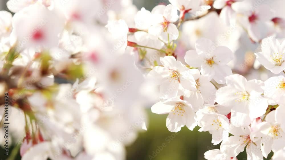 Cherry blossoms or sakura flowers in full bloom swaying in wind in spring, Nature or outdoor, No people Cherry blossoms or sakura flowers in full bloom swaying in wind in spring, Nature or outdoor, No people