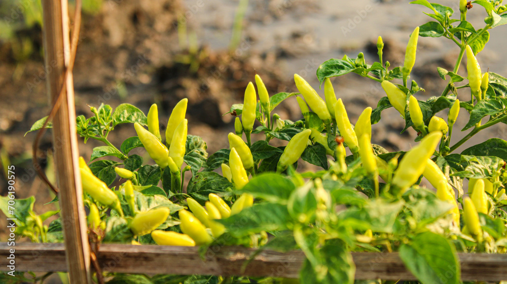 Obraz premium fruiting chili plants. chili plants in the rice fields in the morning