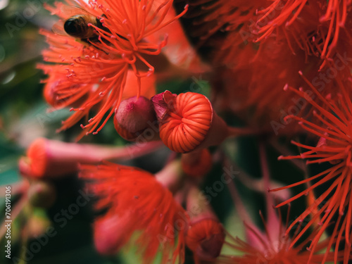 Orange Corymbia flower photo